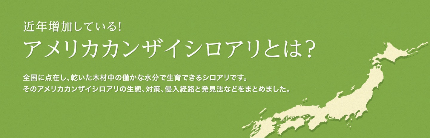 近年増加している！アメリカカンザイシロアリとは？