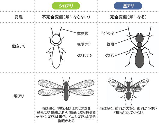 シロアリと黒アリの違い