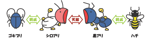 シロアリは黒アリの仲間ですか？