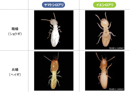 写真で比較するイエシロアリとヤマトシロアリ