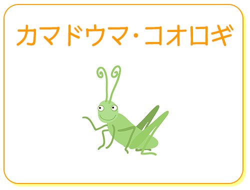 カマドウマ・コオロギ